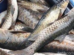 Jumlah Ikan Dewa di Kuningan yang Mati Mendekati 1.000 Ekor