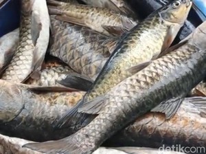 Jumlah Ikan Dewa di Kuningan yang Mati Mendekati 1.000 Ekor