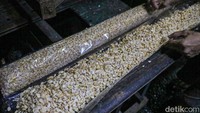 Kedelai yang telah tercampur ragi kemudian dicetak dan dibungkus menggunakan lapisan plastik. Proses pencetakan ini menentukan bentuk dan ketebalan tempe sebelum difermentasi.