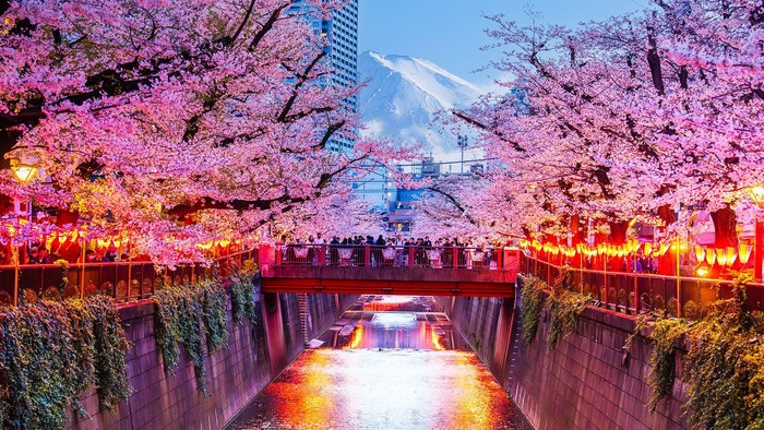 Kota di Jepang batalkan festival sakura karena ulah wisatawan  Turis buang air besar di taman milik warga