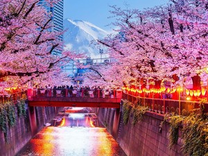Jadwal Terbaru Mekarnya Bunga Sakura di Jepang