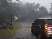 Pohon Besar Tumbang Tutup Jalur Utama Cirebon-Majalengka, Lallin Lumpuh