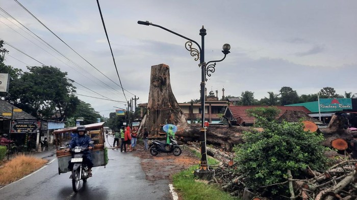 Penampakan pohon randu alas raksasa di Tuksongo, Borobudur, Magelang berhasil ditebang, Jumat (6/2/2026).