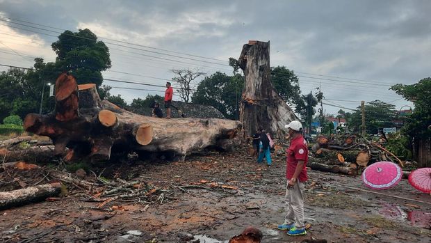 Penampakan pohon randu alas raksasa di Tuksongo, Borobudur, Magelang berhasil ditebang, Jumat (6/2/2026).
