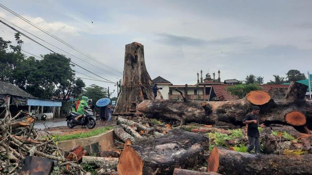 Penampakan pohon randu alas raksasa di Tuksongo, Borobudur, Magelang berhasil ditebang, Jumat (6/2/2026).