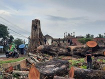 Pohon Randu Ratusan Tahun Ditebang, 5 Hari Baru Selesai