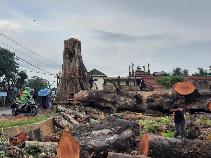 Penampakan pohon randu alas raksasa di Tuksongo, Borobudur, Magelang berhasil ditebang, Jumat (6/2/2026).