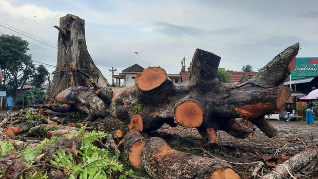 Penampakan pohon randu alas raksasa di Tuksongo, Borobudur, Magelang berhasil ditebang, Jumat (6/2/2026).