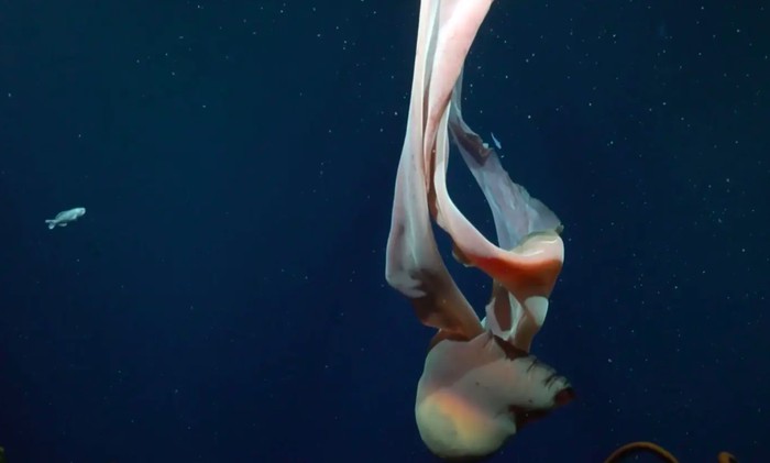 Ubur-ubur sebesar bus