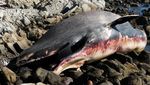 Bangkai Paus Terdampar di Pantai Algarrobo, Chile Jadi Sorotan