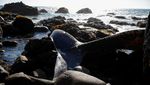 Bangkai Paus Terdampar di Pantai Algarrobo, Chile Jadi Sorotan