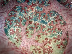 Kecil Tapi Mengagumkan, Ini Jawara Close-up Photographer of the Year