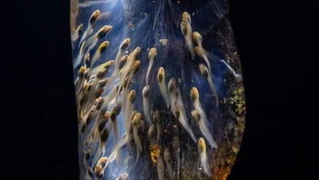 Kategori Animals dimenangkan oleh foto bertajuk ‘Amphibian Galaxy’ yang dijepret oleh Filippo Carugati. Foto ini memperlihatkan sekelompok telur katak malagasy yang menggantung di batang pohon kecil di hutan hujan Maromizaha, Madagaskar. Foto: Close-up Photographer of the Year 2025