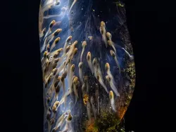 Kecil Tapi Mengagumkan, Ini Jawara Close-up Photographer of the Year