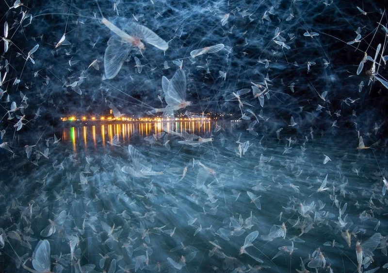 Close-up Photographer of the Year 2025