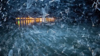Kategori Insects dimenangkan oleh Imre Potyó lewat foto bertajuk ‘Blue Army’. Foto ini memperlihatkan lalat capung Danube yang sedang berkerumun di Szentendre, Hungaria. Foto: Close-up Photographer of the Year 2025