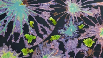 Kategori Plants dimenangkan oleh Minghui Yuan lewat foto bertajuk ‘Rebirth from Destruction’. Foto ini memperlihatkan daun bunga teratai yang lalu dan pakis yang mengambang di Xishuangbanna Tropical Botanical Garden, China. Foto: Close-up Photographer of the Year 2025