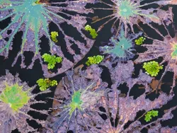 Kecil Tapi Mengagumkan, Ini Jawara Close-up Photographer of the Year