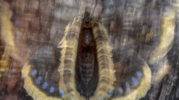 Kategori Butterflies & Dragonflies dimenangkan oleh ‘Butterfly Flash’ hasil jepretan Pål Hermansen. Foto ini memperlihatkan kupu-kupu Nymphalis antiopa yang menggerakkan sayapnya berkali-kali untuk melindungi tempat makannya. Foto: Close-up Photographer of the Year 2025