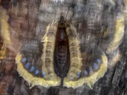 Kecil Tapi Mengagumkan, Ini Jawara Close-up Photographer of the Year