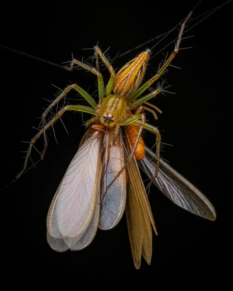 Close-up Photographer of the Year 2025