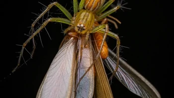 Kategori Arachnids dimenangkan oleh Artur Tomaszek dengan foto bertajuk ‘Dinner’. Foto ini memperlihatkan laba-laba lynx yang sedang menyantap rayap di Hong Kong. Foto: Close-up Photographer of the Year 2025