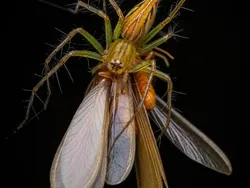 Kecil Tapi Mengagumkan, Ini Jawara Close-up Photographer of the Year