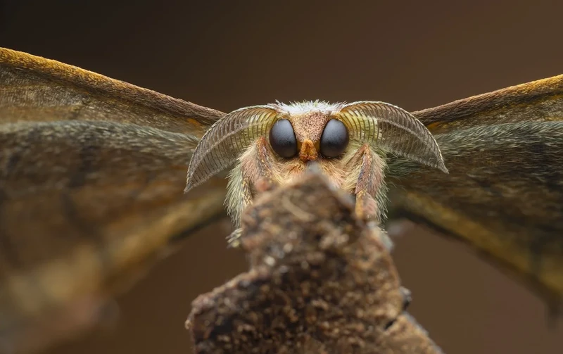 Close-up Photographer of the Year 2025