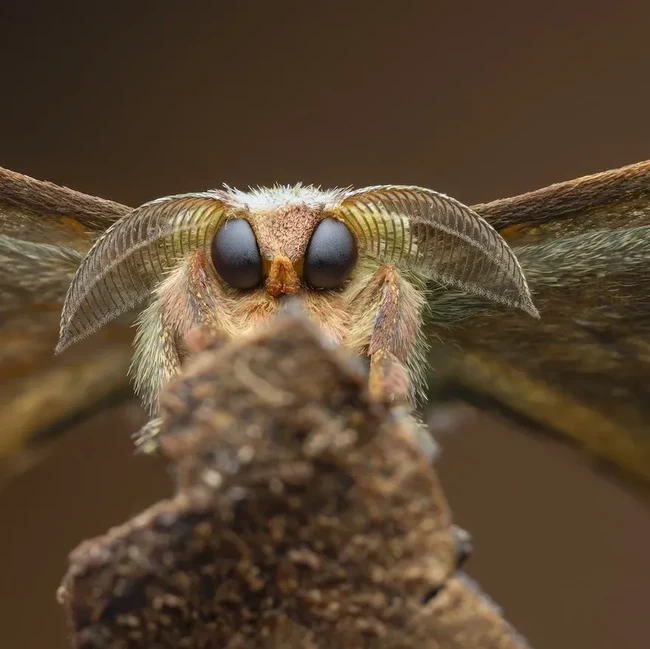 Kecil Tapi Mengagumkan, Ini Jawara Close-up Photographer of the Year