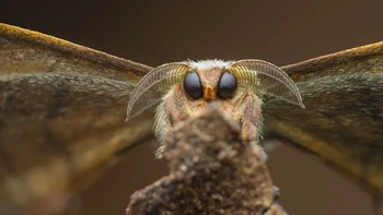 Kategori Invertebrate Portrait dimenangkan oleh Laurent Hesemans dengan fotonya ‘Good Boy’. Foto ini memperlihatkan seekor ngengat kecil yang menggemaskan di Tinamaste, Kosta Rika. Foto: Close-up Photographer of the Year 2025