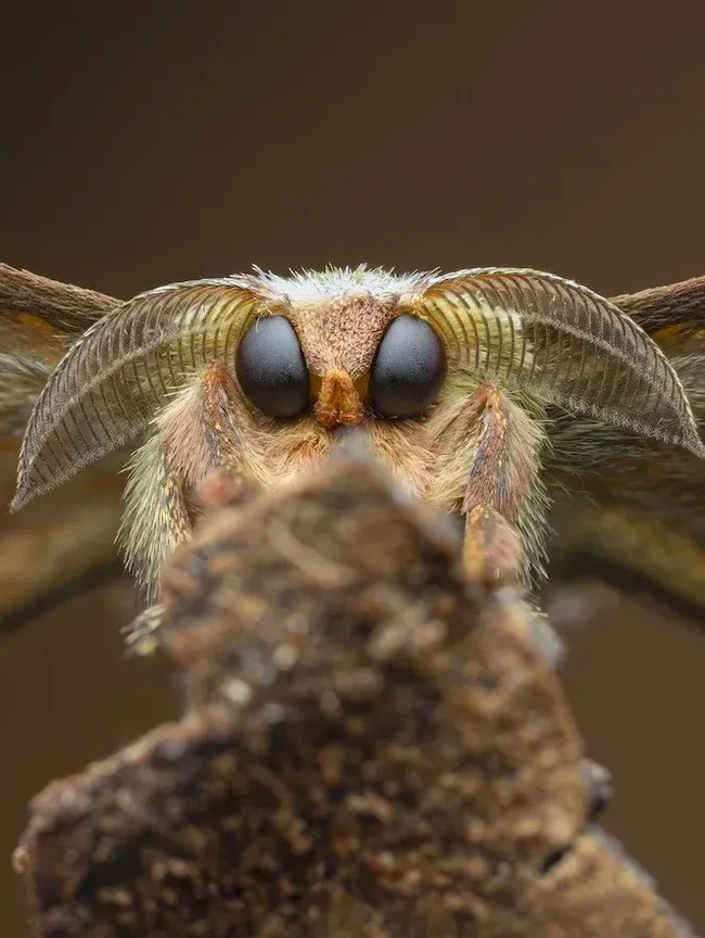 Kecil Tapi Mengagumkan, Ini Jawara Close-up Photographer of the Year