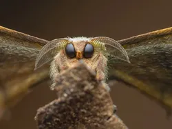 Kecil Tapi Mengagumkan, Ini Jawara Close-up Photographer of the Year