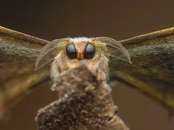 Kecil Tapi Mengagumkan, Ini Jawara Close-up Photographer of the Year