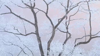 Kategori Intimate Landscape dimenangkan oleh ‘Dreamy State’ hasil tangkapan kamera Sho Hoshino. Foto ini menunjukkan ranting pohon yang diselimuti es di Prefektur Nagano, Jepang. Foto: Close-up Photographer of the Year 2025