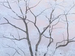 Kecil Tapi Mengagumkan, Ini Jawara Close-up Photographer of the Year