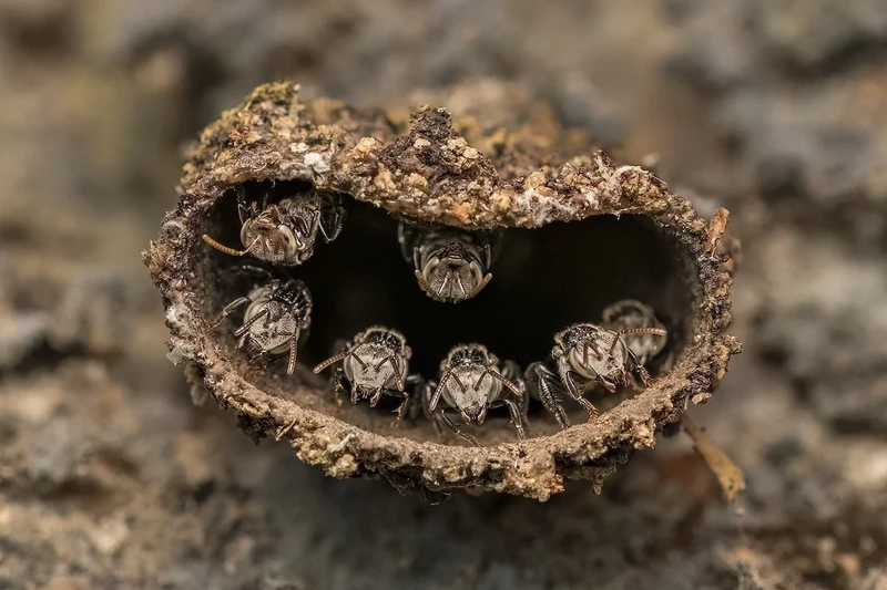Close-up Photographer of the Year 2025