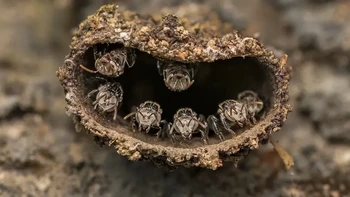Kategori Young Close-up Photographer of the Year dijuarai oleh Rithved Girish yang masih berusia 14 tahun. Foto ini memperlihatkan sekelompok lebah yang sedang menjaga sarangnya di Mezhathur, India. Foto: Close-up Photographer of the Year 2025