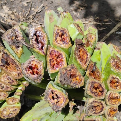 Penyakit darah pisang yang terjadi di Kecamatan Wulanggitang Kabupaten Flores Timur, NTT. (Istimewa)