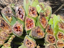 Penyakit Darah Pisang Serang 3 Desa di Flores Timur