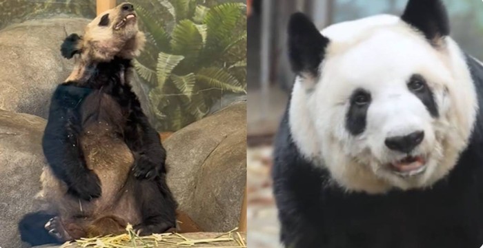 Dulu Kurus Kering di AS, Kini Panda Ya Ya Gemuk dan Sehat di China