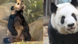 Dulu Kurus Kering di AS, Kini Panda Ya Ya Gemuk dan Sehat di China