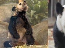 Panda Ya Ya Kini Gemuk dan Sehat di China, Dulu Kurus Memperihatinkan