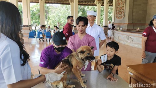 Ilustrasi vaksinasi anjing mencegah penularan rabies oleh Pemkab Badung. (Agus Eka/detikBali)