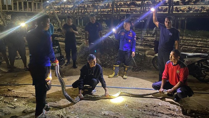 Geger Ular Piton 4 Meter Lilit Ayam dalam Kandang di Polman