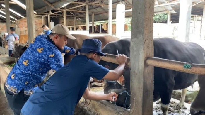 Vaksinasi PMK dilakukan pada sapi yang ada di peternakan di Palembang.