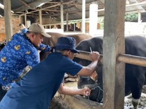 Vaksinasi PMK di Sumsel Diintensifkan Jelang Idul Adha