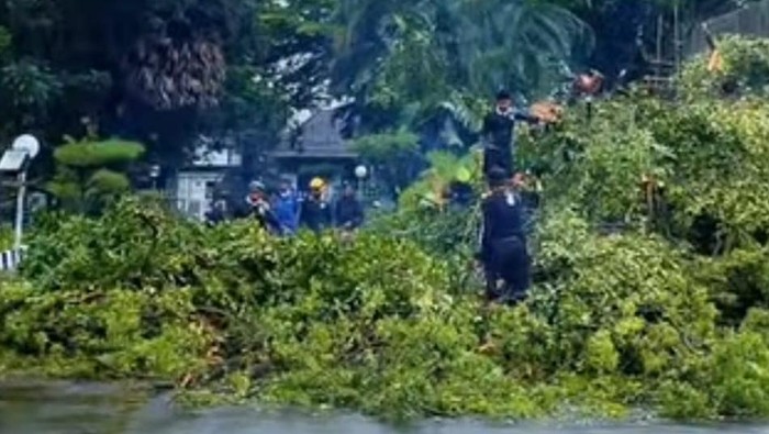 Kejadian pohon tumbang di Kota Makassar.