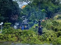 102 Pohon Tumbang di Makassar Selama Sebulan Akibat Cuaca Ekstrem