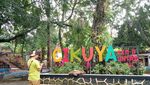 Melihat Siklus Hidup Kuya di Desa Belawa, Mulai Tukik hingga Dewasa