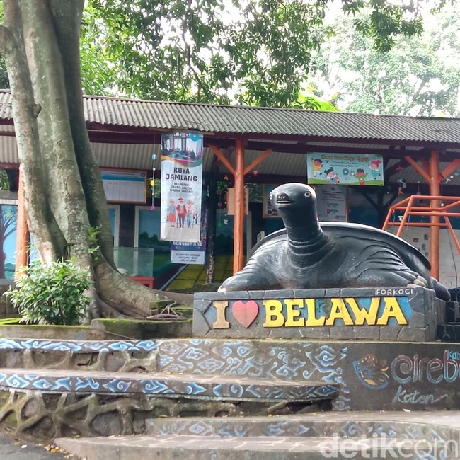 Melihat Siklus Hidup Kuya di Desa Belawa, Mulai Tukik hingga Dewasa